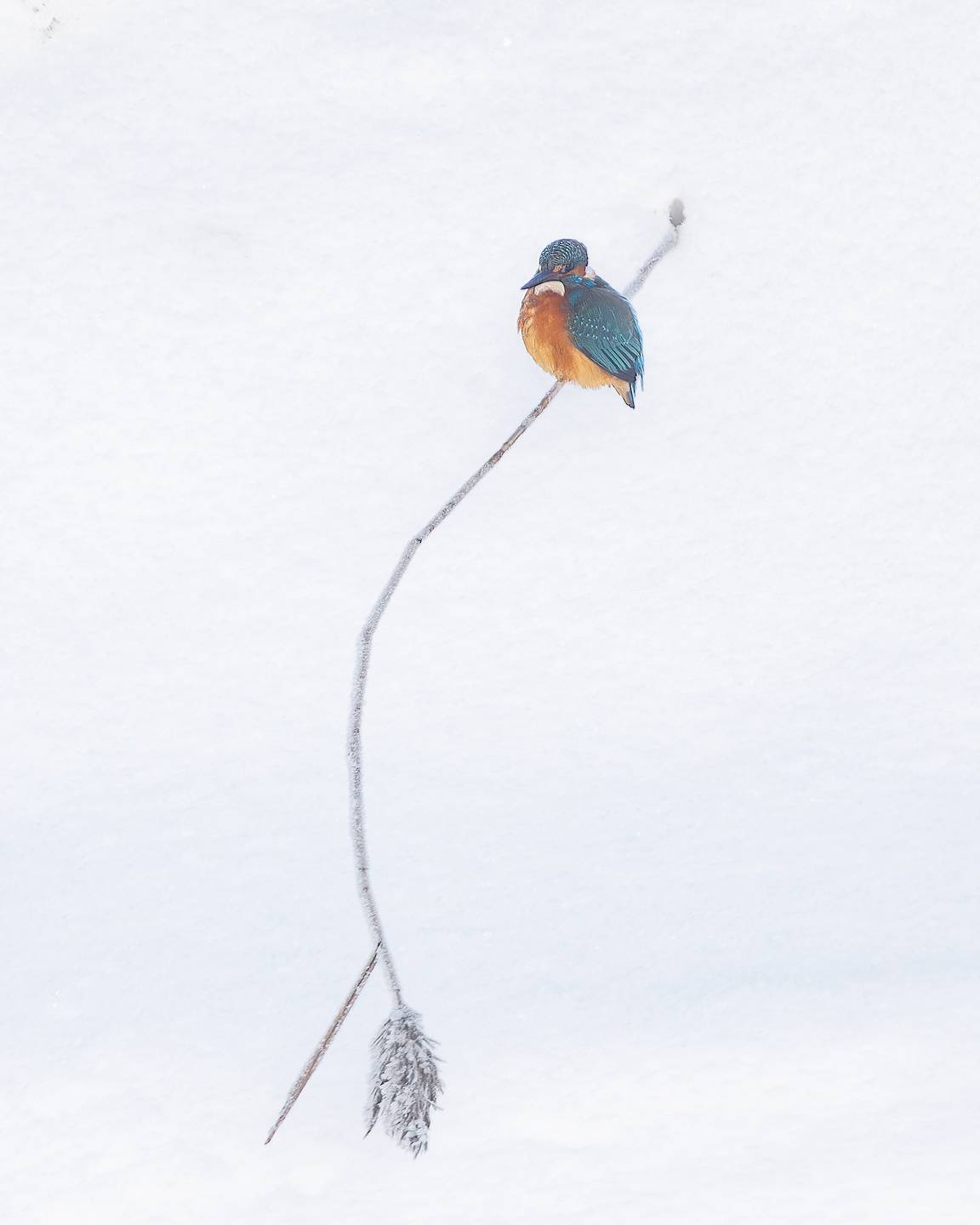 зимородок, птички, фотоохота, Марголин Алексей