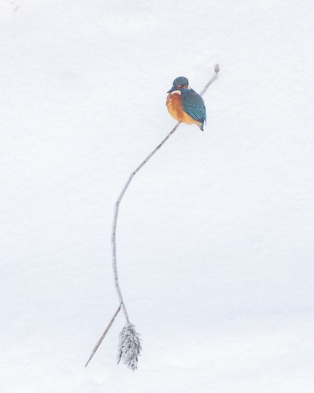 зимородок, птички, фотоохота *** фото превью