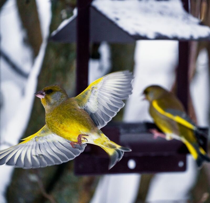 зеленушка в полете фото превью