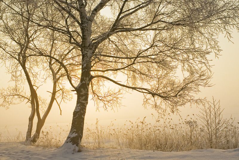 Зимнее утро фото превью
