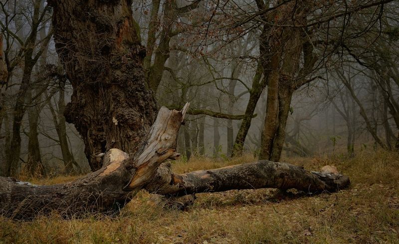 зима туман лес утро Туманное утро фото превью