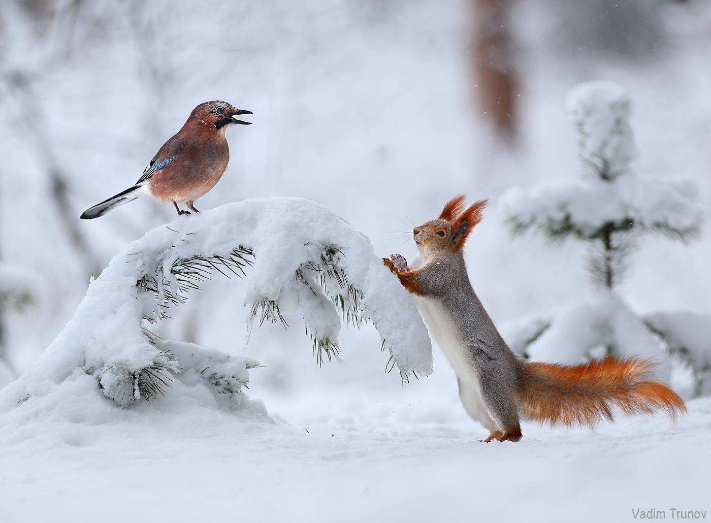 белка, сойка, зима, Вадим Трунов