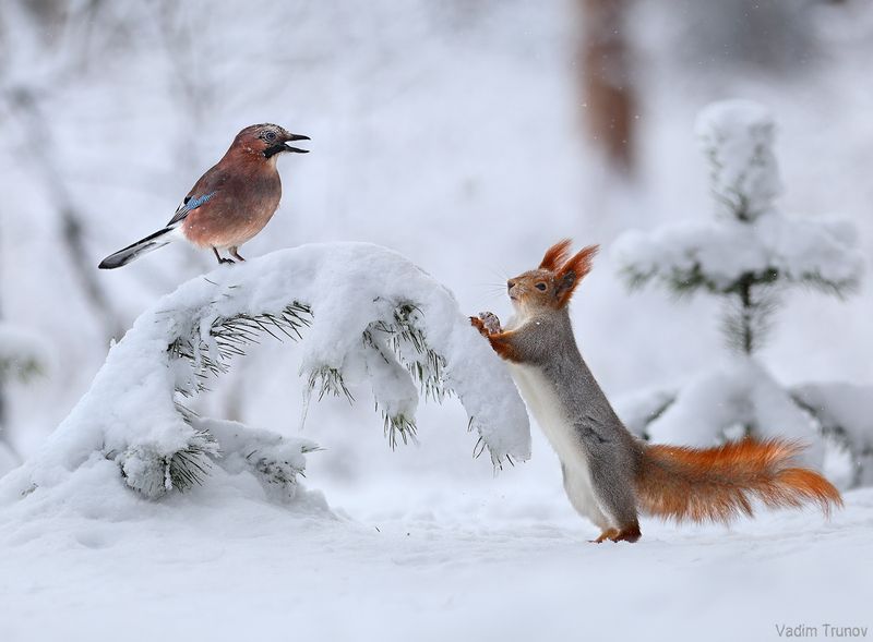 белка, сойка, зима Воры - вели переговоры фото превью