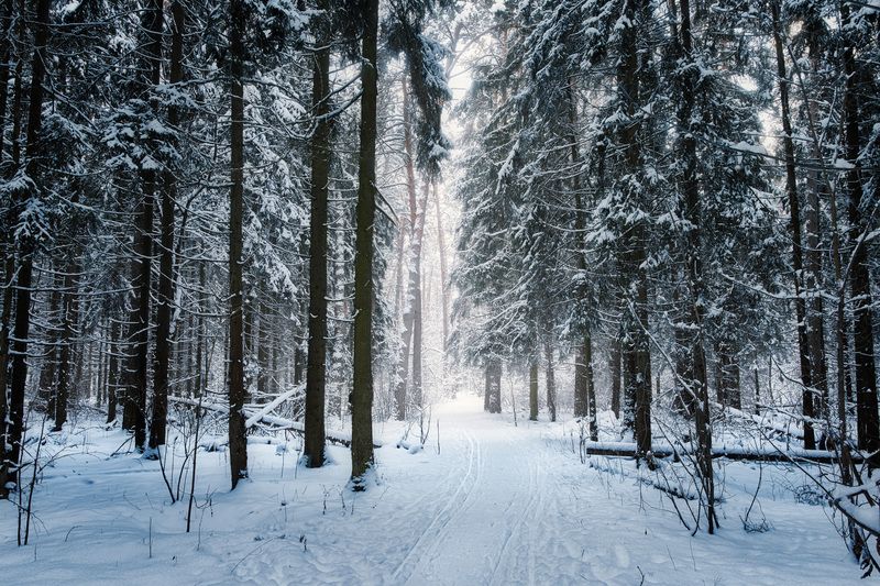 В заснеженном лесу фото превью