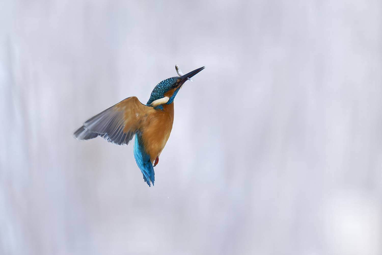 птицы; зимородок; зима; рыба, Стас