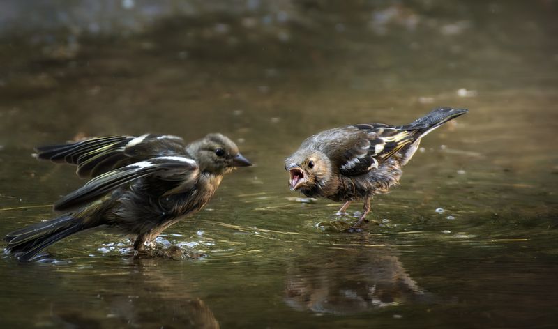 wildlife, birdwatching, nature, bird photography, птица, фотоохота, природа, зяблик  Кыш! photo preview