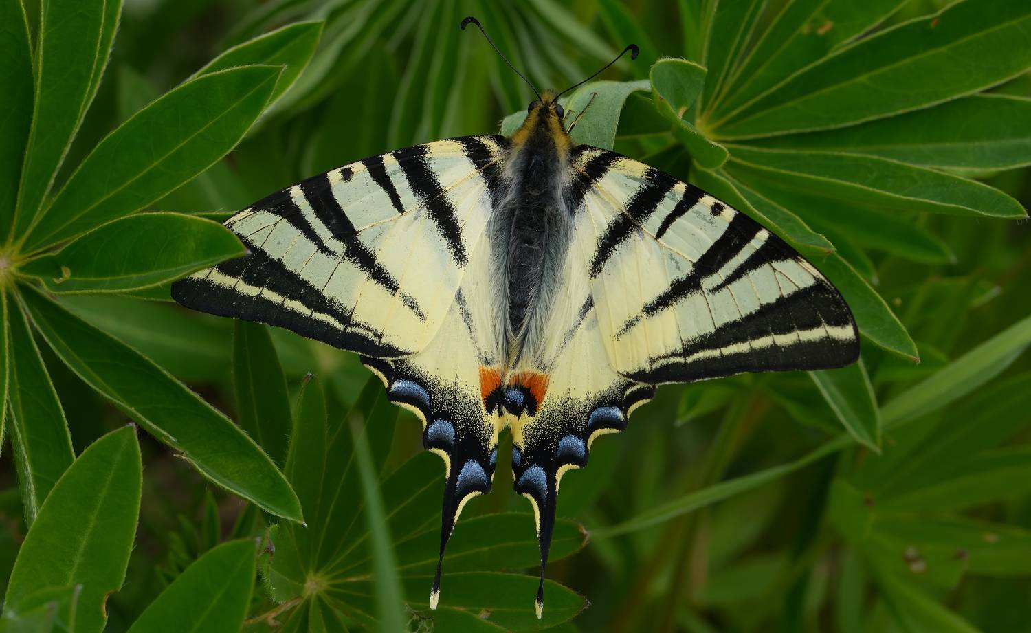 парусник подалирий, iphiclides podalirius, парусники, papilionidae, бабочка, Черенков Павел