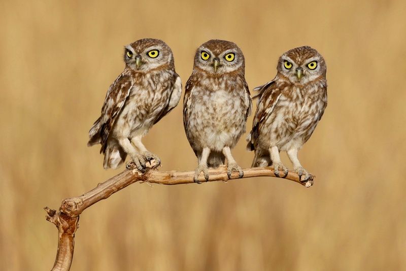 Little owls photo preview