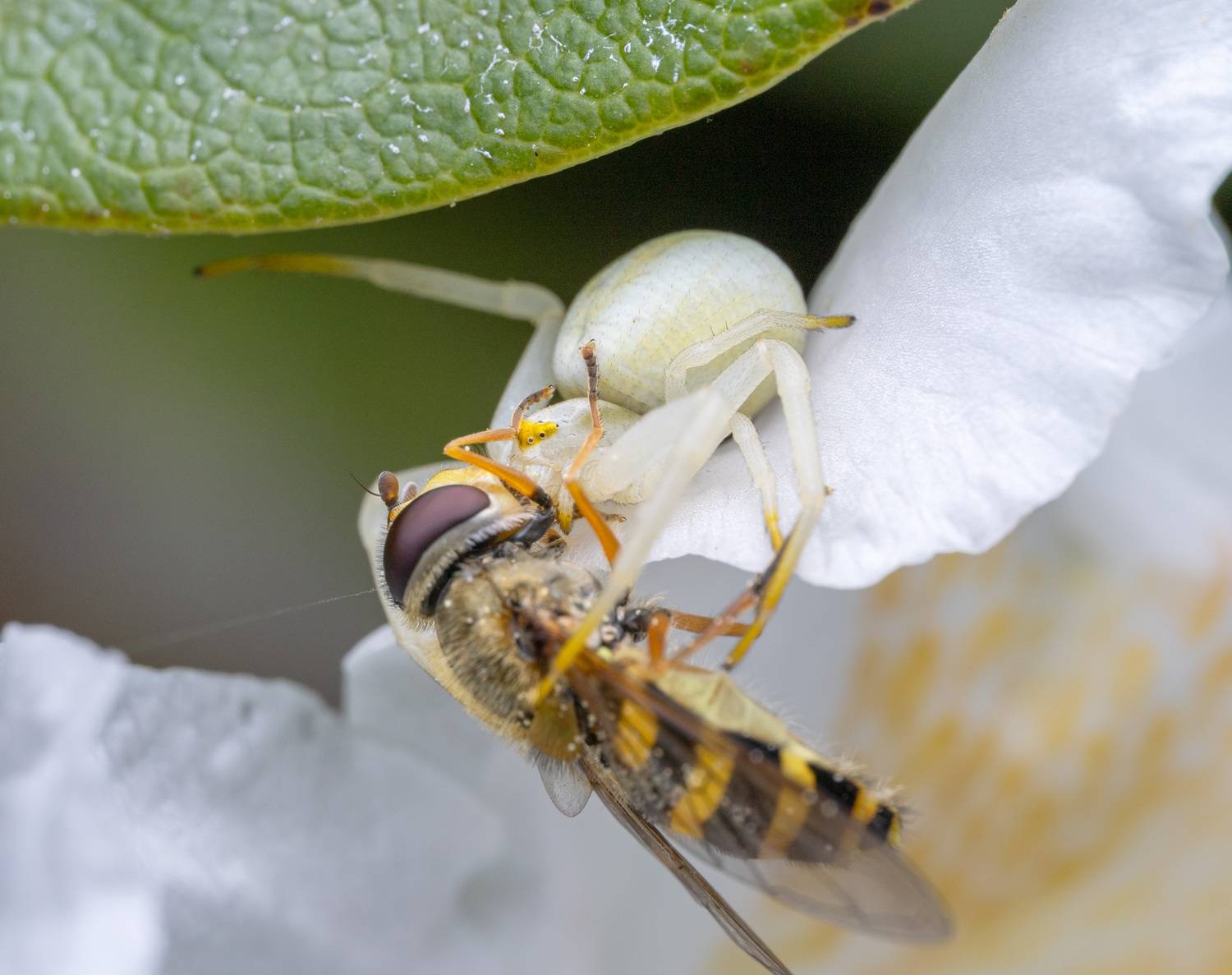 , Миша Усольцев