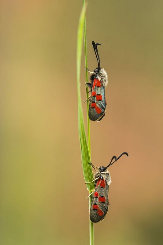nature close-up outdoor insects arthropods lepidoptera Zygaenaphoto preview