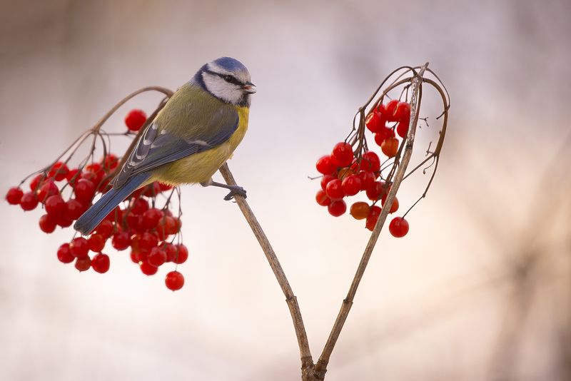 Titmousephoto preview