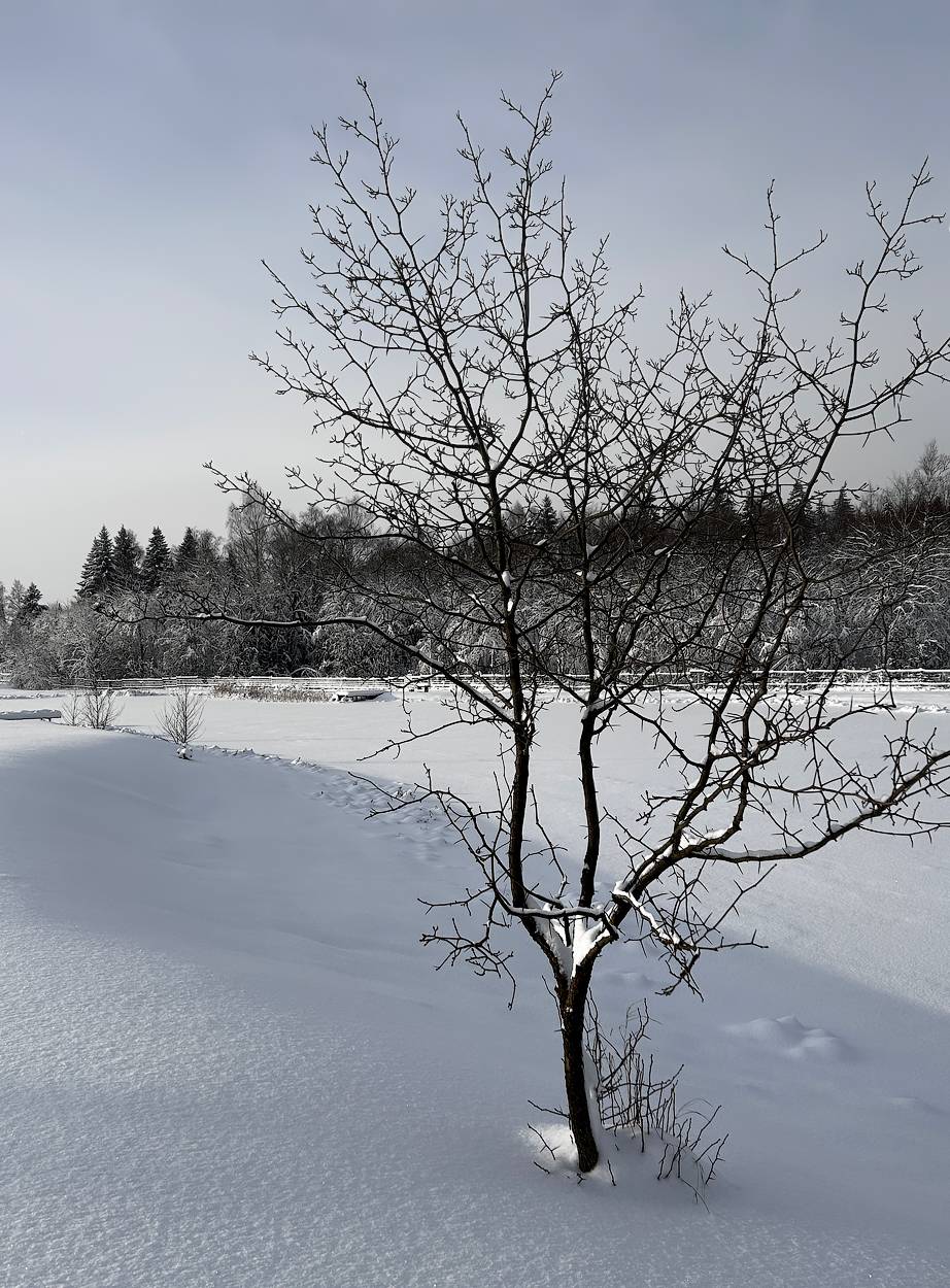 , Новикова Ольга