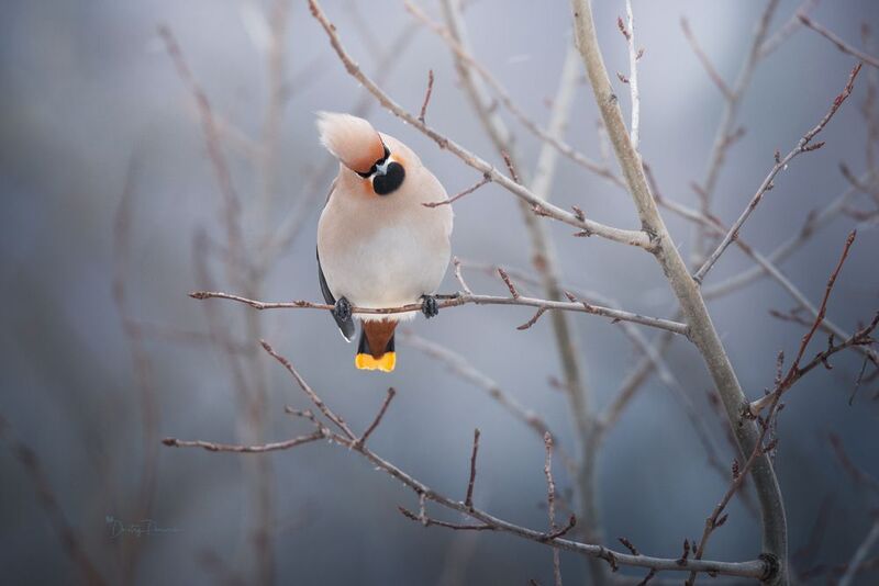 природа, лес, поля, огороды, животные, птицы, макро Драсссьти ...photo preview