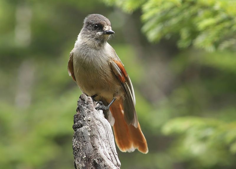 кукша Кукшаphoto preview