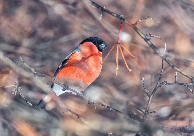 птица, снегирь, самец, зима, Снегири. (3 фото)photo preview