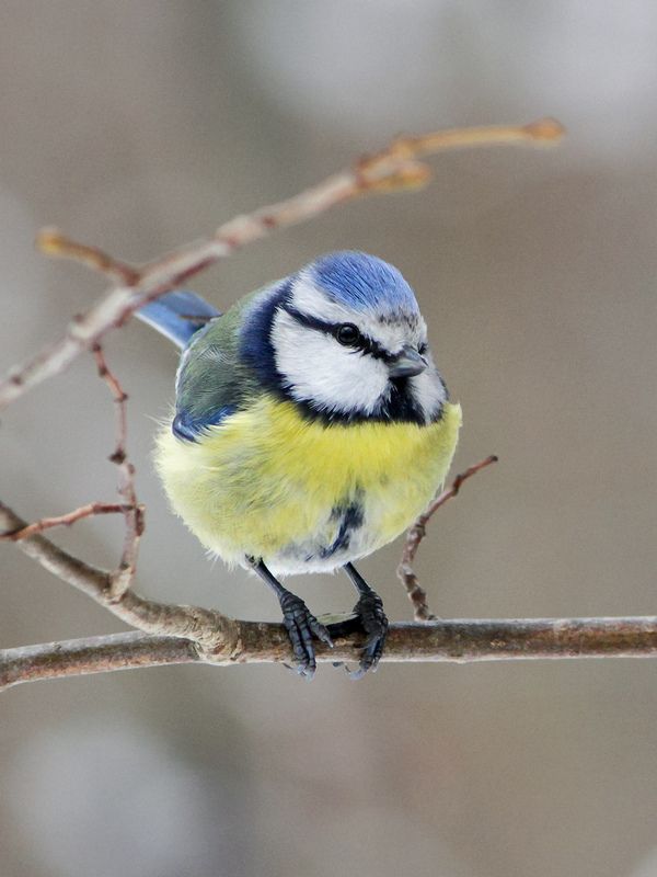 синица, обыкновенная лазоревка, зелёная лазоревка, лазоревка, синяя синица, cyanistes caeruleus Лазоревка (Cyanistes caeruleus)photo preview