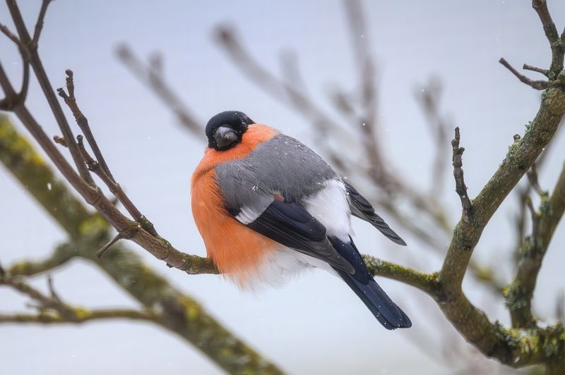 птицы Ребята с нашего двора фото превью