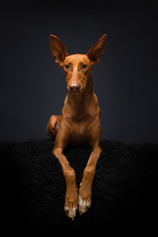 #podenco #dog Rubyphoto preview