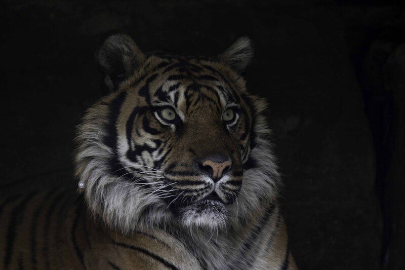 Sumatran Tigerphoto preview