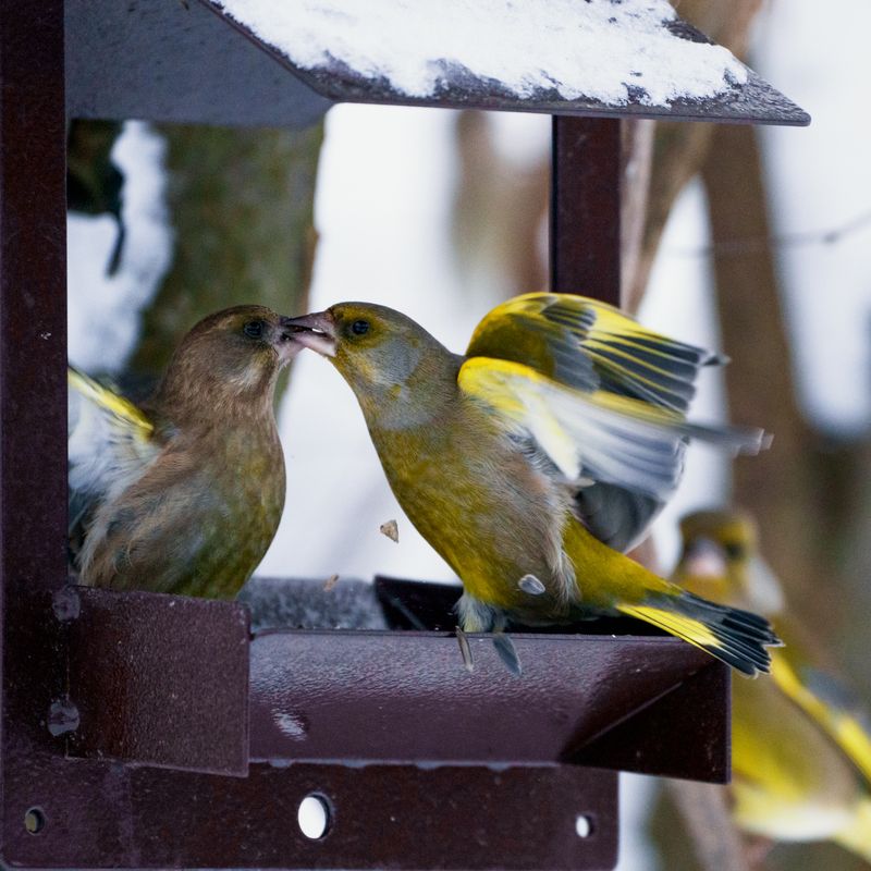 зеленушки на кормушкеphoto preview