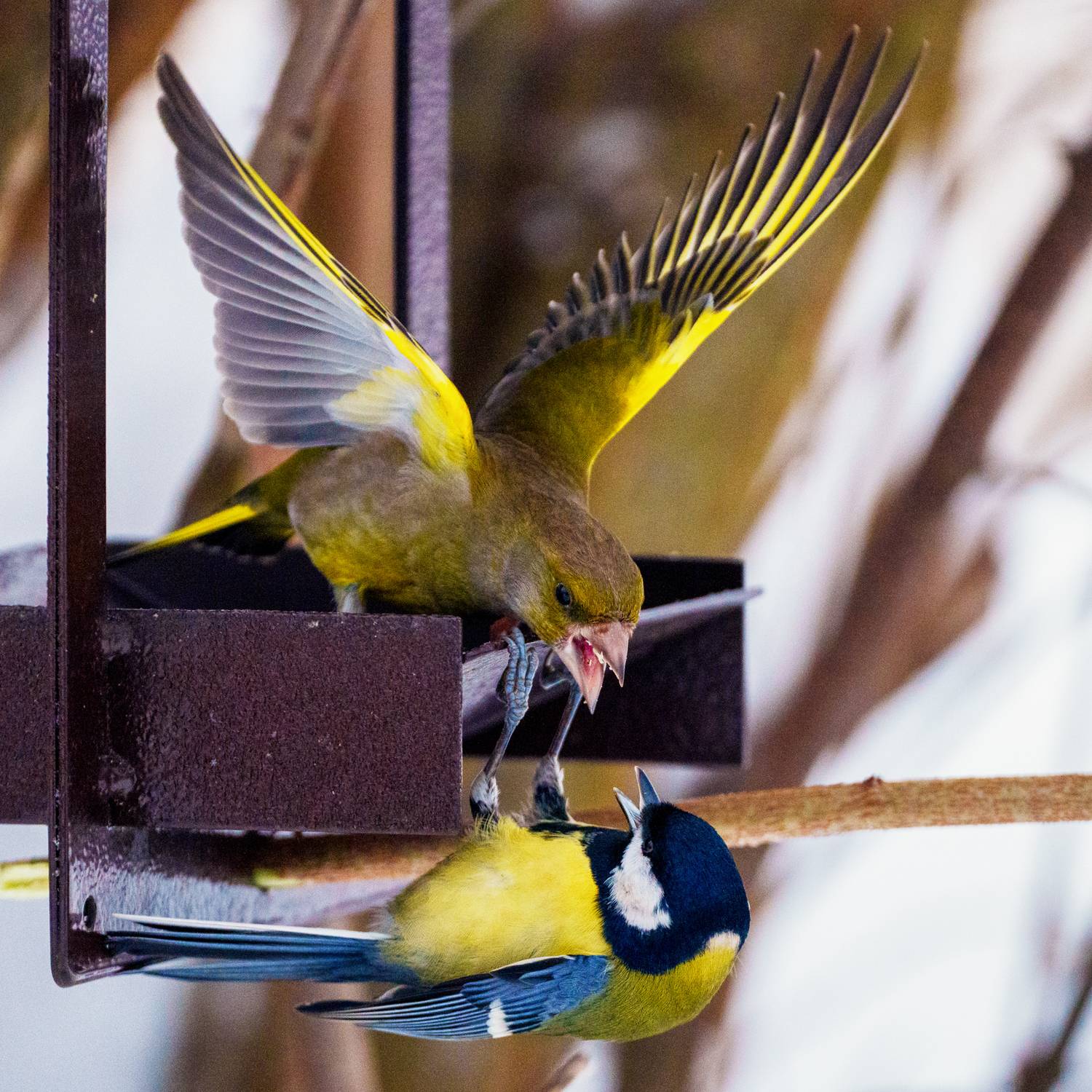 , Велин Александр