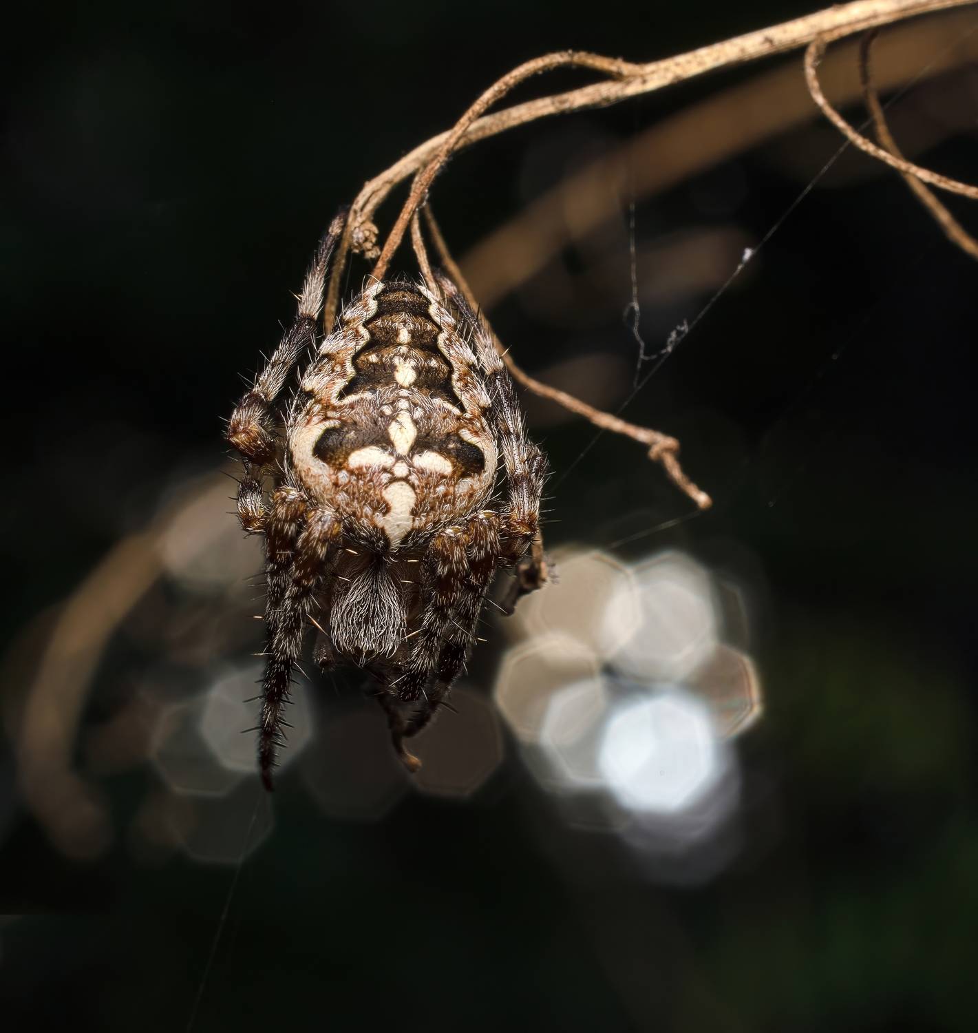 Автор: Железнова Людмила , Железнова Людмила