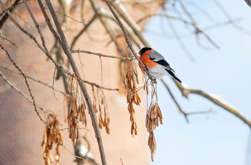 Снегирёкphoto preview