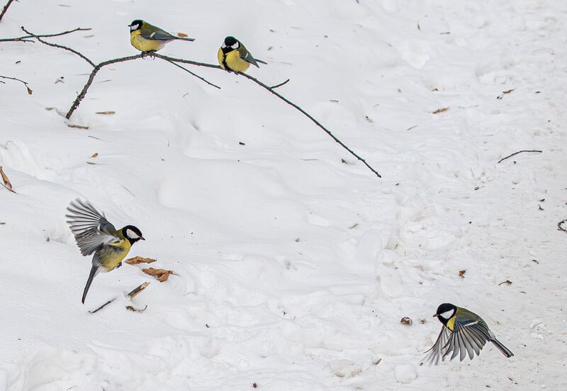Синицы фото превью