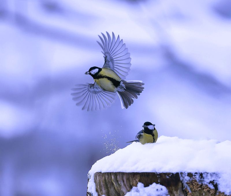 синицы, полёт, танец, природа,birds,flight, nature Зимний танец на двоихphoto preview