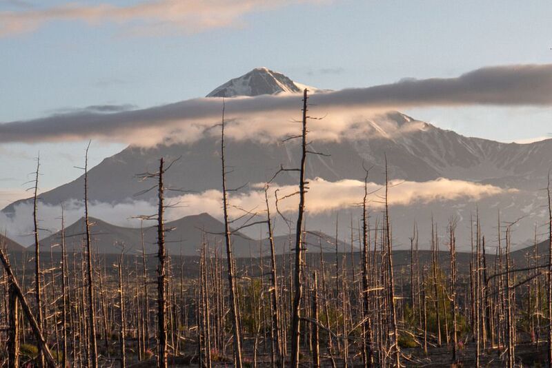 камчатка Мертвый лес на фоне Толбачикаphoto preview
