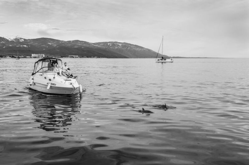 Дельфиныphoto preview