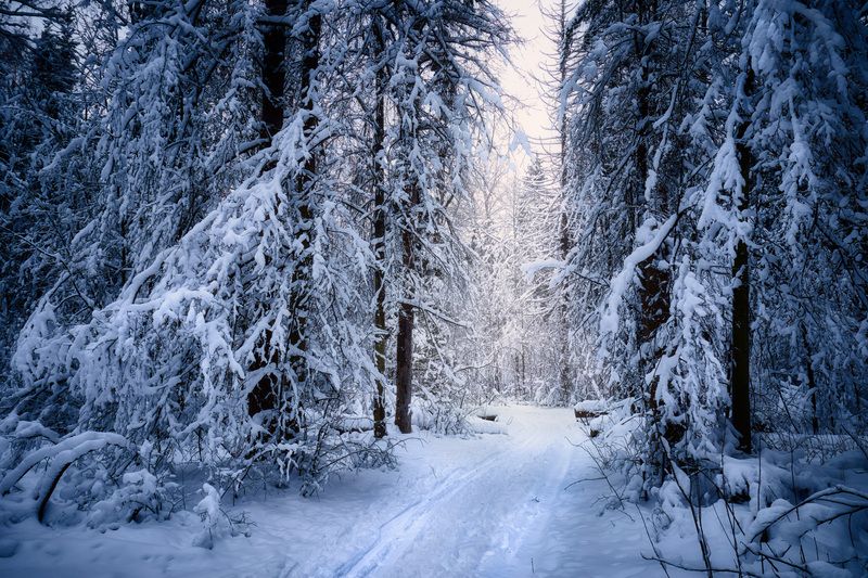лес, деревья, снег, свет В заснеженном лесуphoto preview