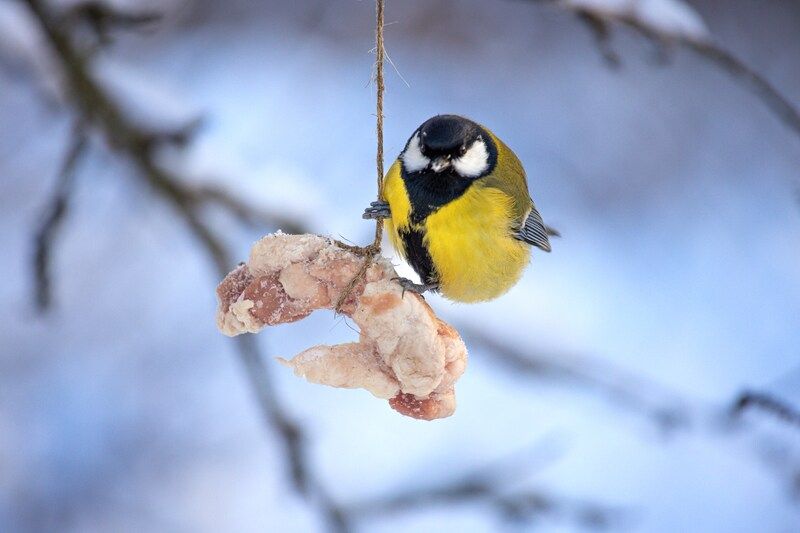Прилетела кушать салоphoto preview