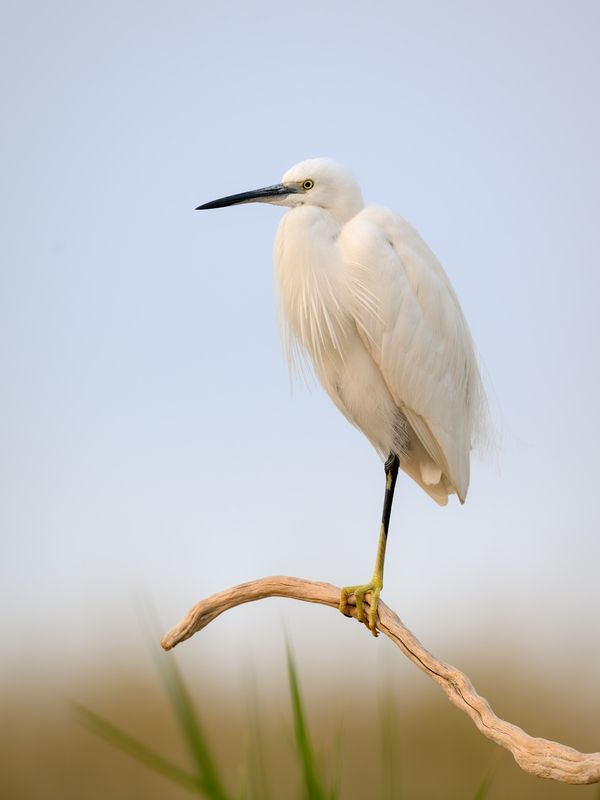 птица, фотоохота, цапля, природа, фауна Рифовая цапляphoto preview