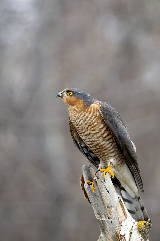 природа Ястреб перепелятникphoto preview