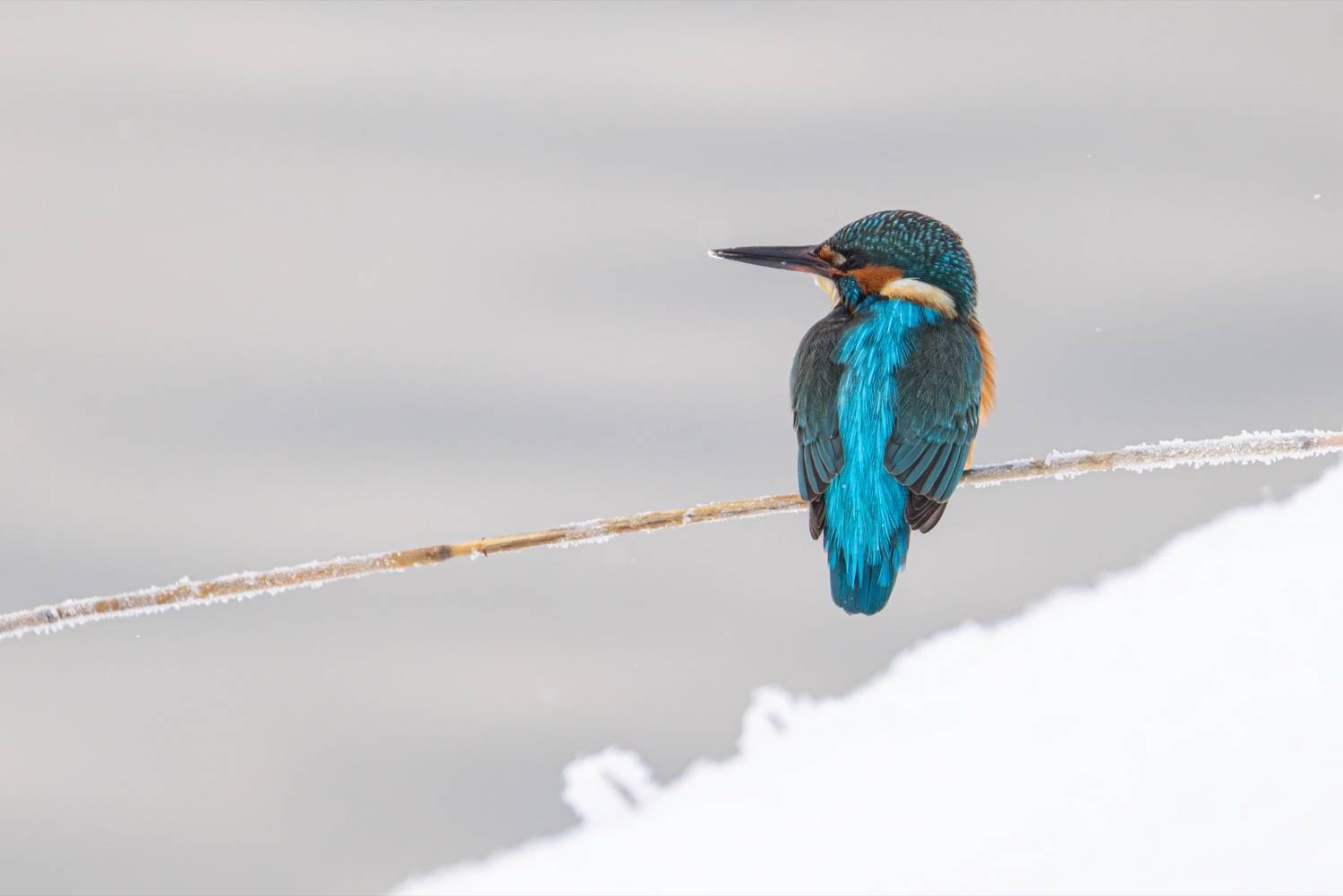зимородок, птицы, голубой зимородок, Ruslan Pl