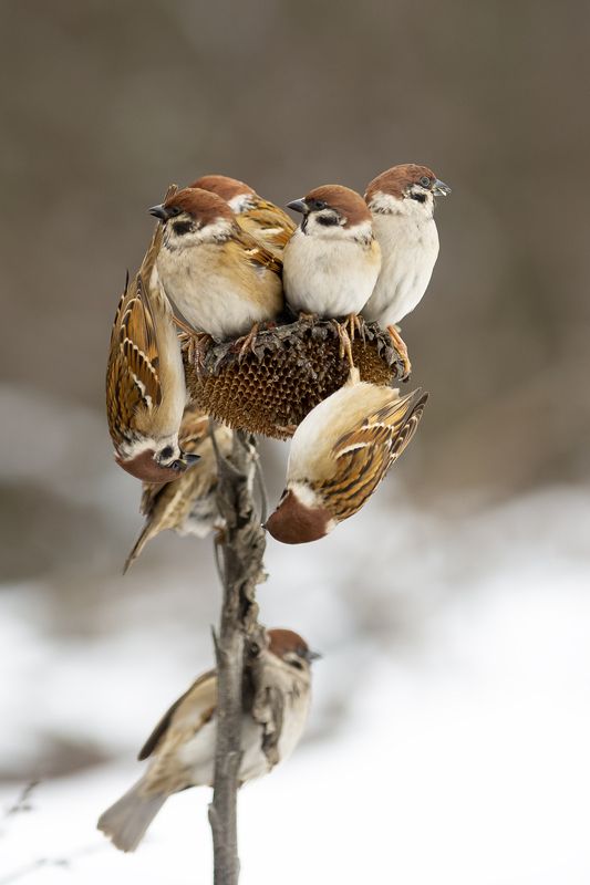 природа в тесноте, да не в обидеphoto preview