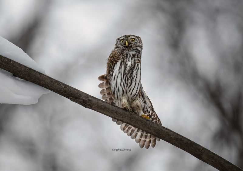 Сыч,сова,Воробьиный сыч,птица Вдох глубокий, руки шире. Не спешите, три-четыре!photo preview