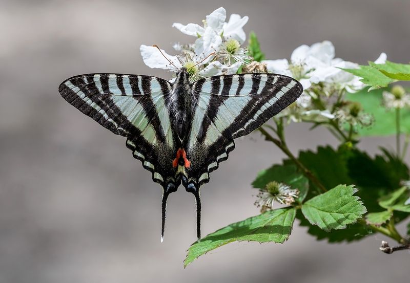 насекомые, бабочка, парусник, зебра, аякс Парусникphoto preview