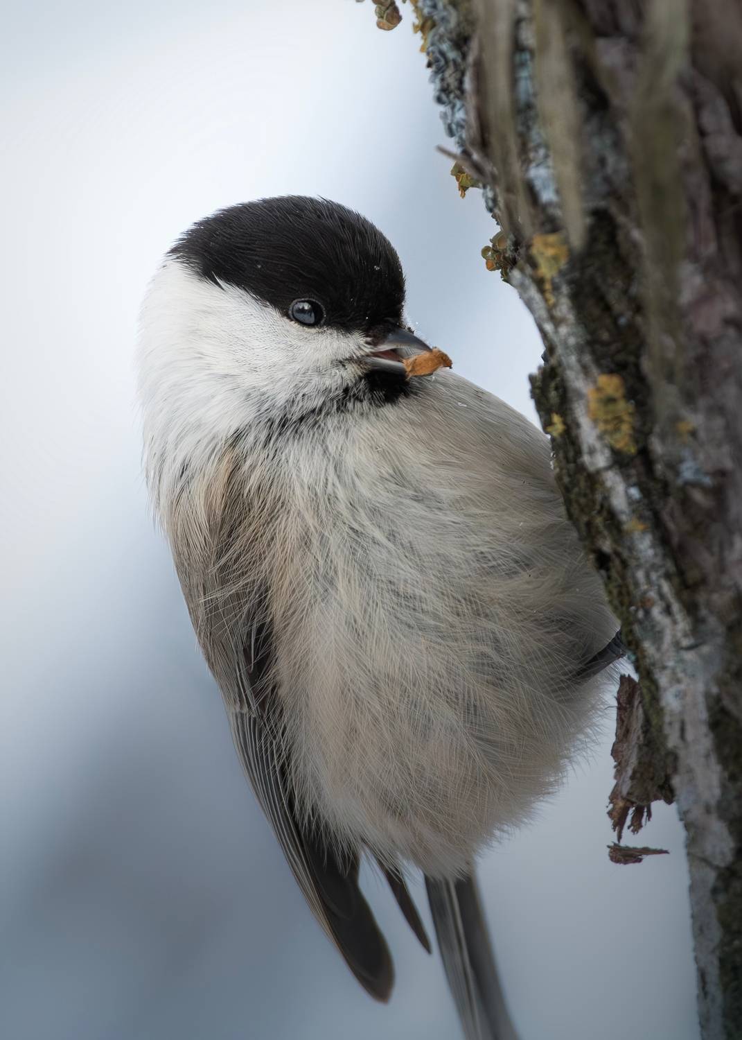 wildlife, birdwatching, nature, bird photography, птица, фотоохота, природа, пухляк, Полина Шальнева
