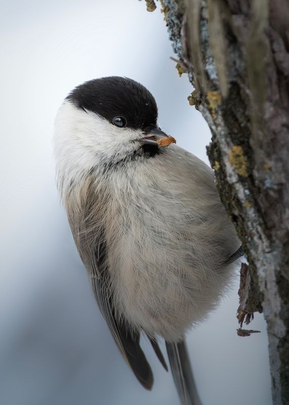 wildlife, birdwatching, nature, bird photography, птица, фотоохота, природа, пухляк Пухлякphoto preview
