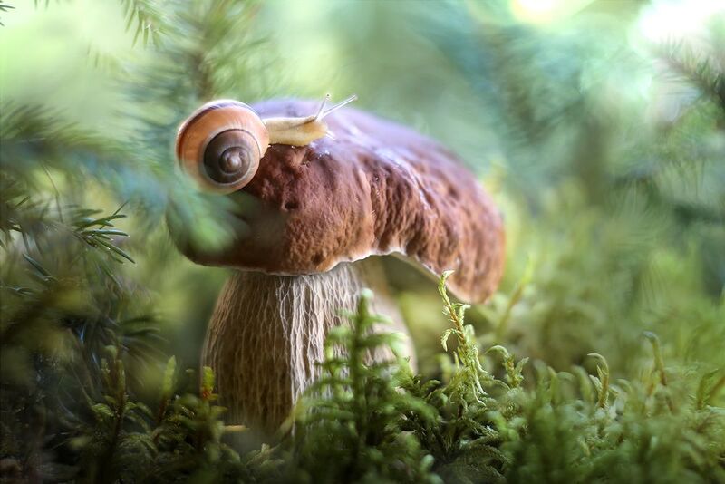 боровик, лес, сказки леса, улитка,беларусь, ирина горюкина Царство тридевятоеphoto preview