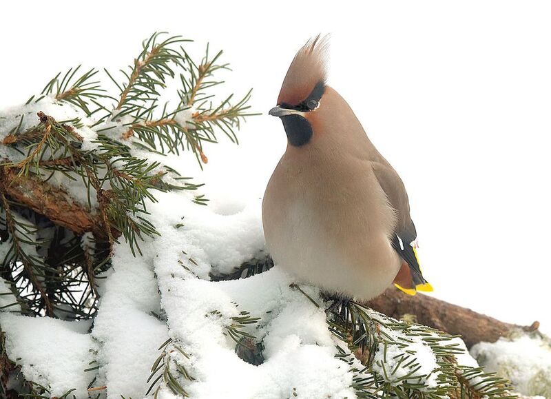 Свиристелка.photo preview