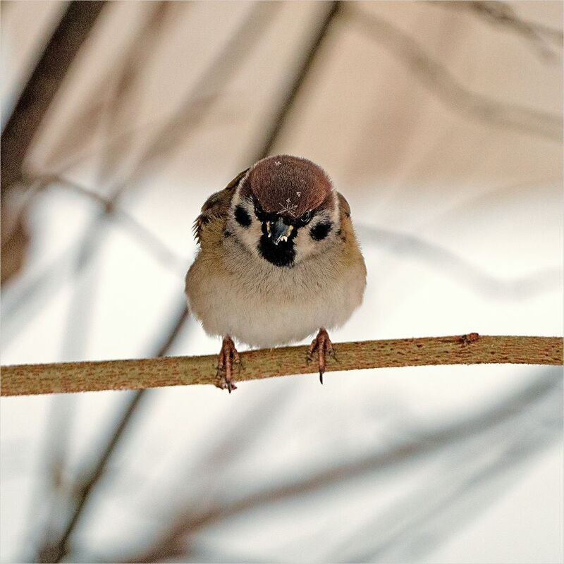 воробей со звездочкой. коронованныйphoto preview