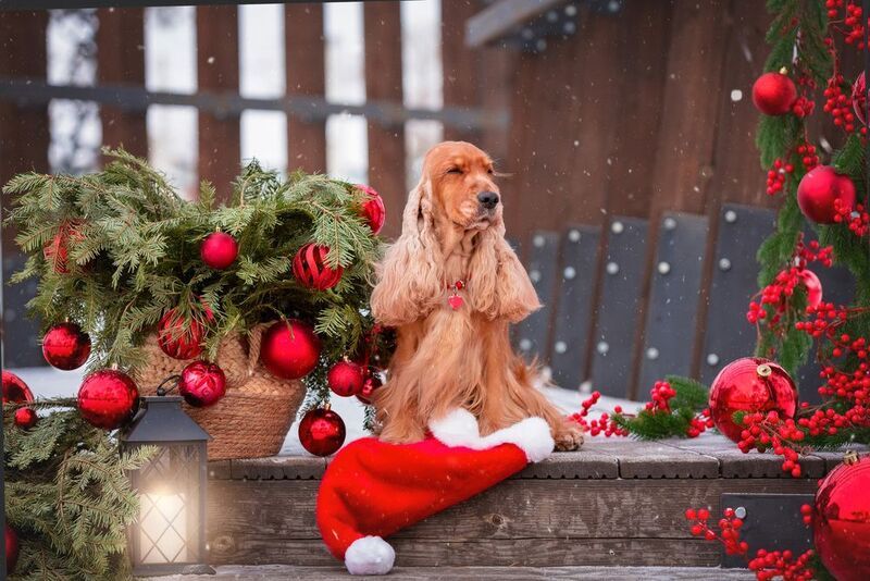 В ожидании Нового годаphoto preview