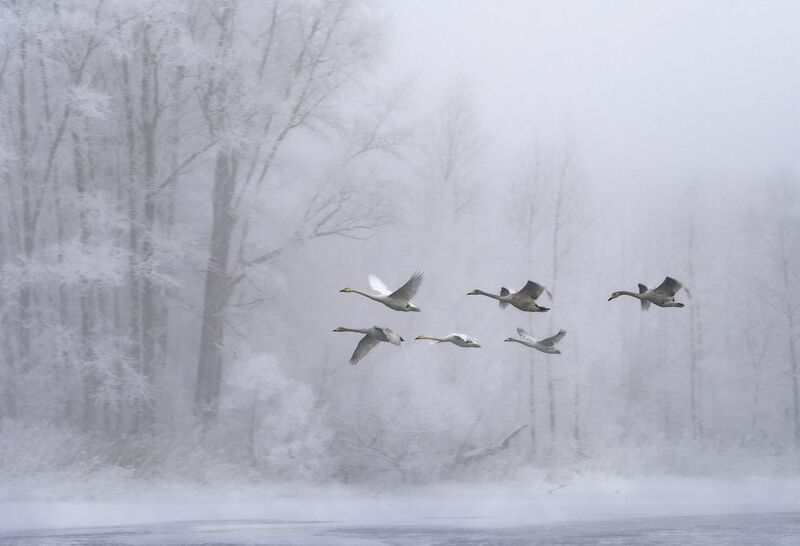 .... фото превью