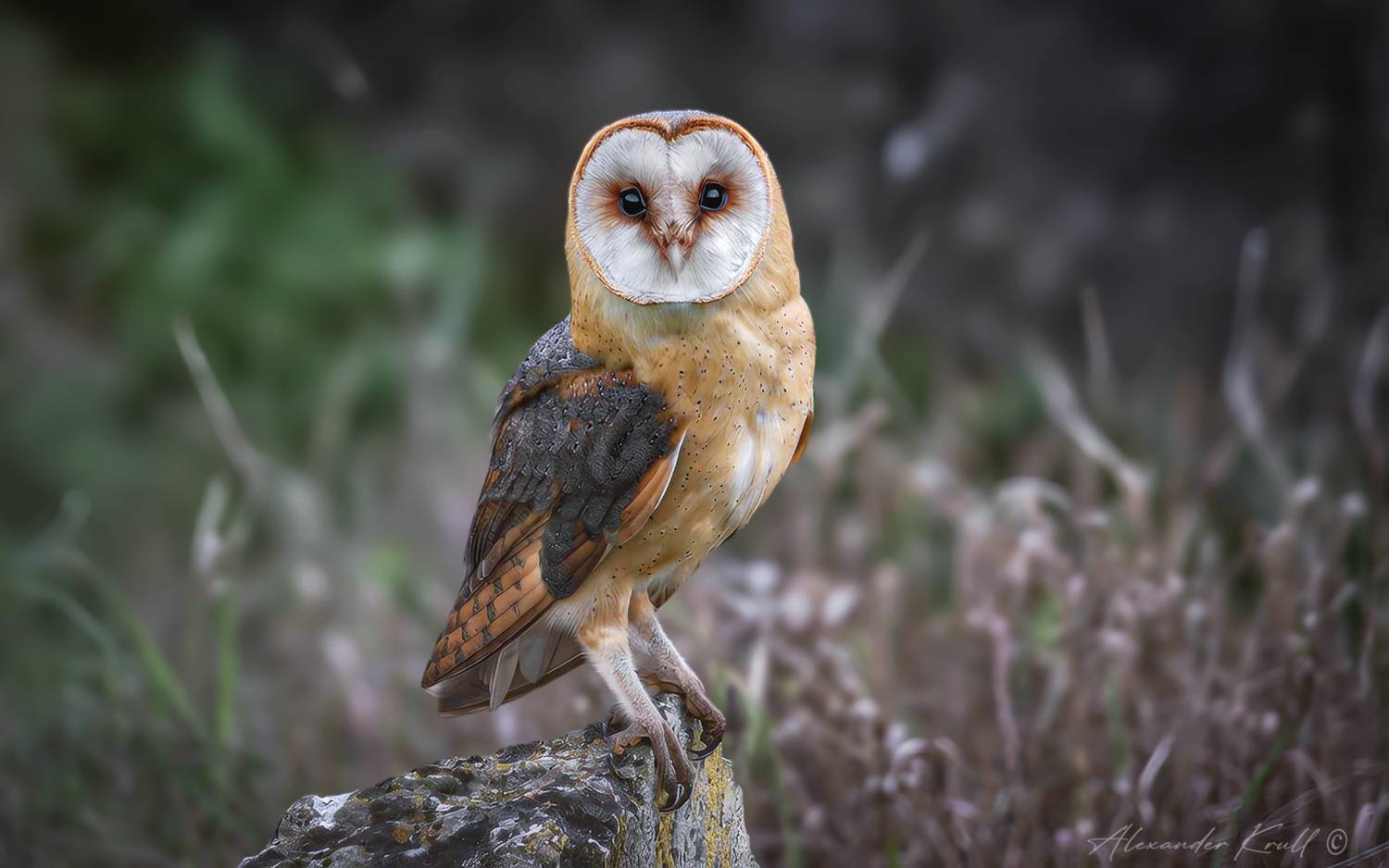 сова, сипуха, обыкновенная сипуха, tyto alba, barn owl, Круль Александр
