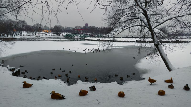 ... с утками.photo preview