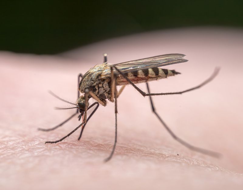 комар, вампир Комар обедаетphoto preview