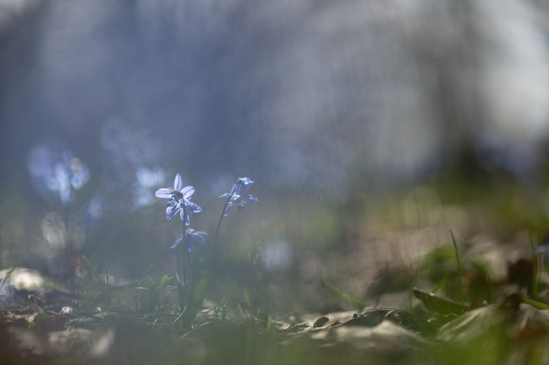 пролеска, первоцвет, апрель, весна, свет, цвет, россия, воронеж, геннадий мещеряков, nikon d 850, carl zeiss makro-planar t* 100mm f/2 zf.2 Весенние миражи...photo preview